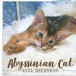 Abyssinian cat 2023