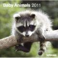 baby animals 2011